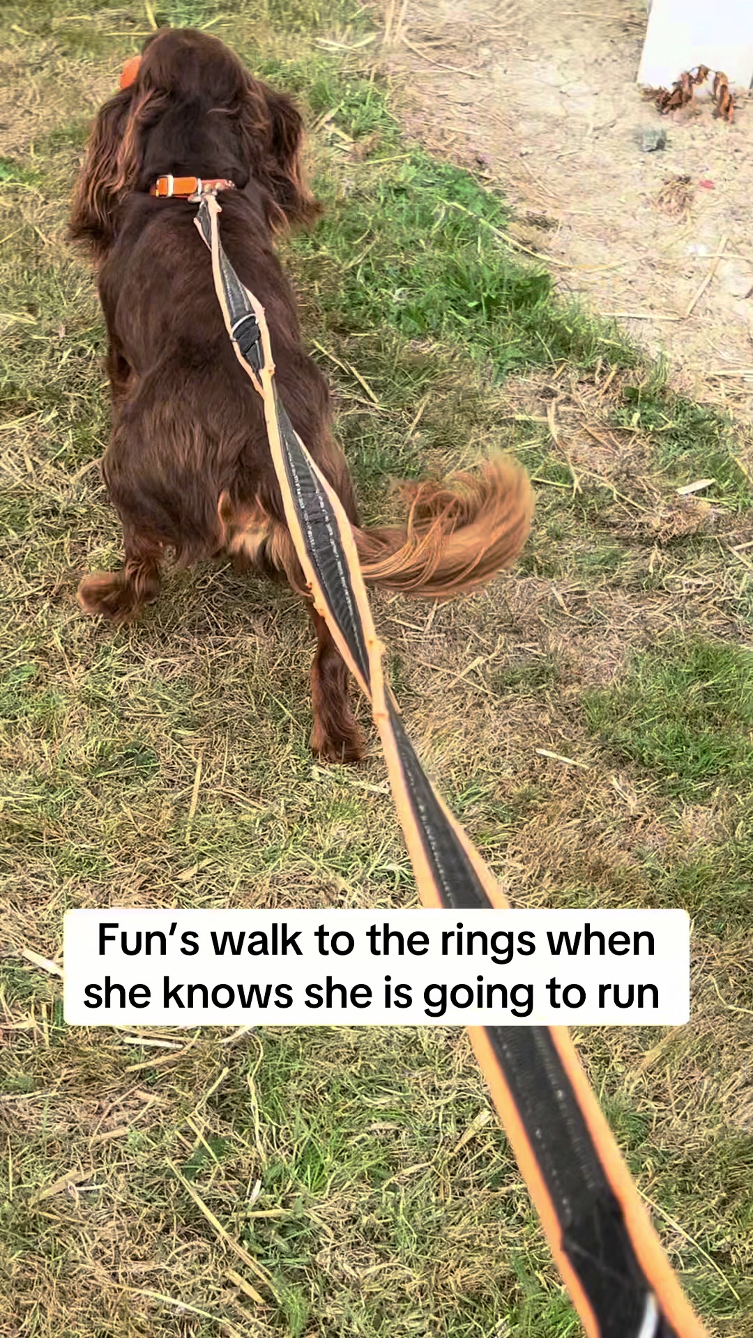 @Pipstar 🐕&zwj;🦺