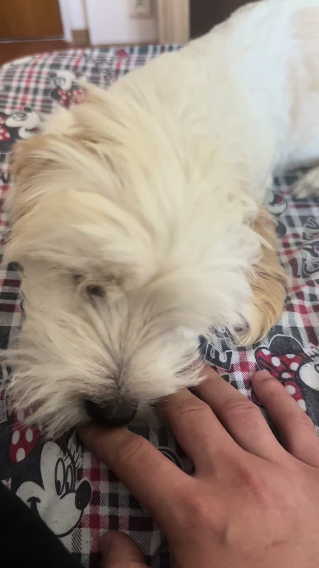 @Puppy 🐶