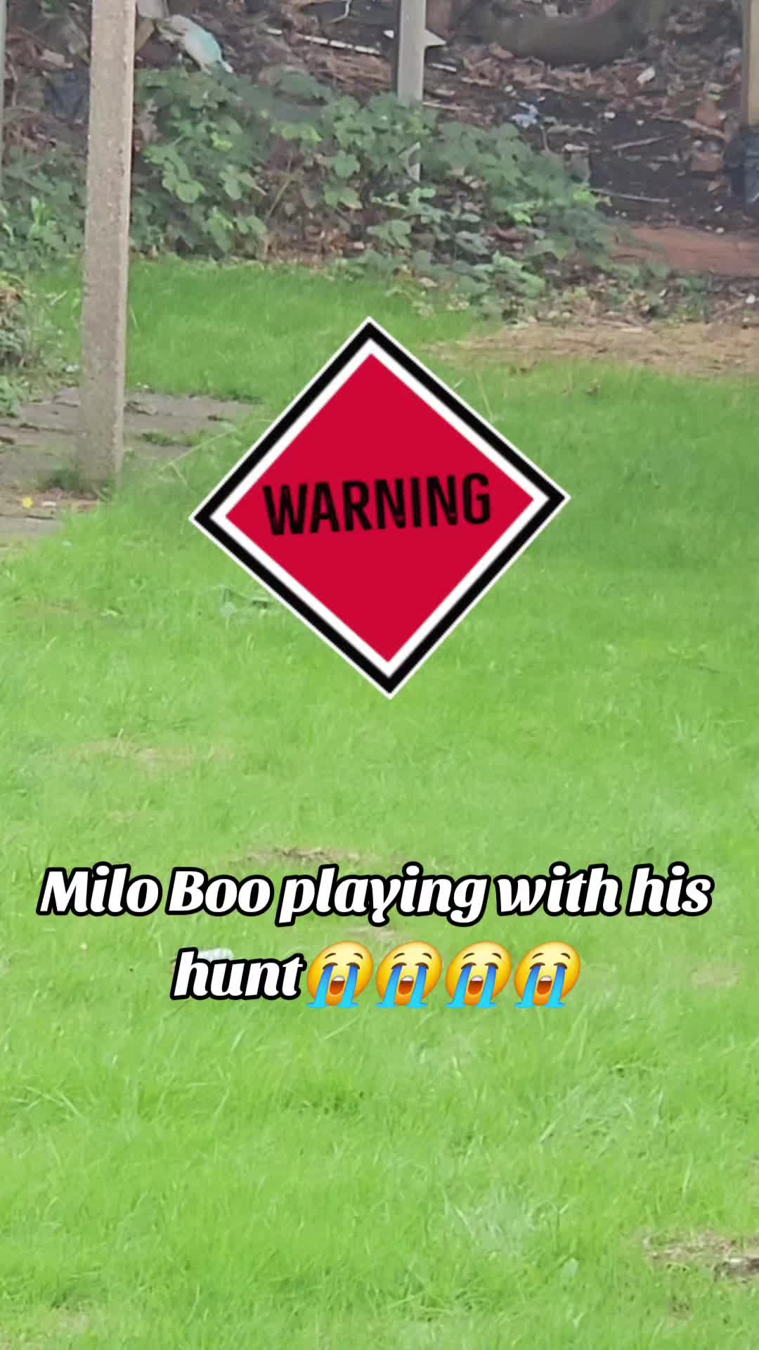 @Milo Boo👑💙
