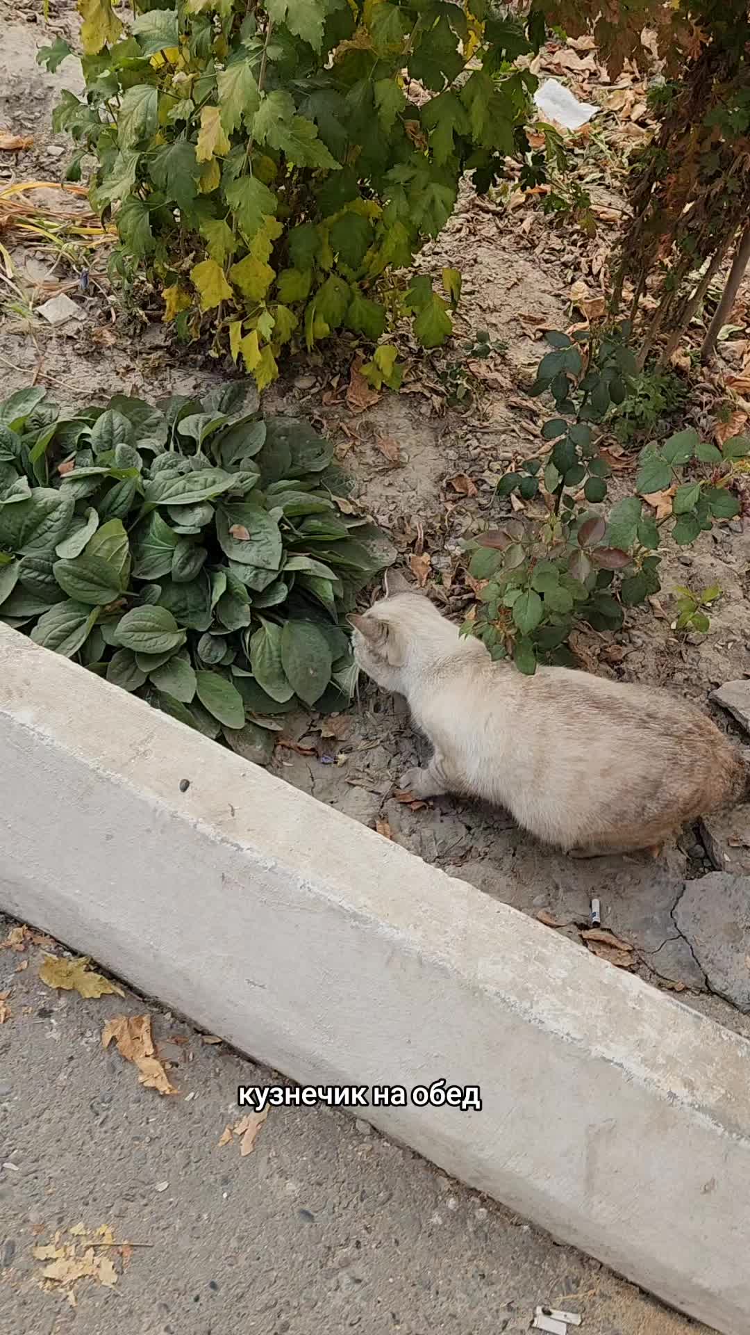 @Cat's Save