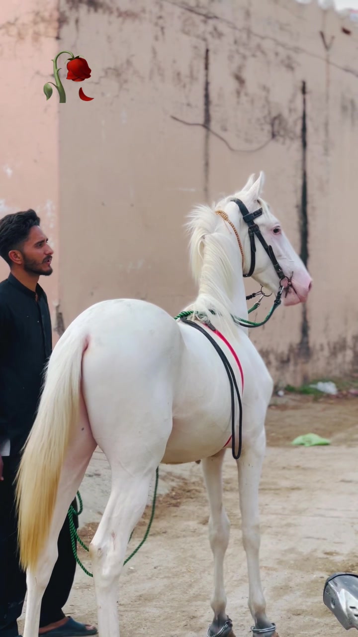 @Ch Hammad bokan ♥️🐎
