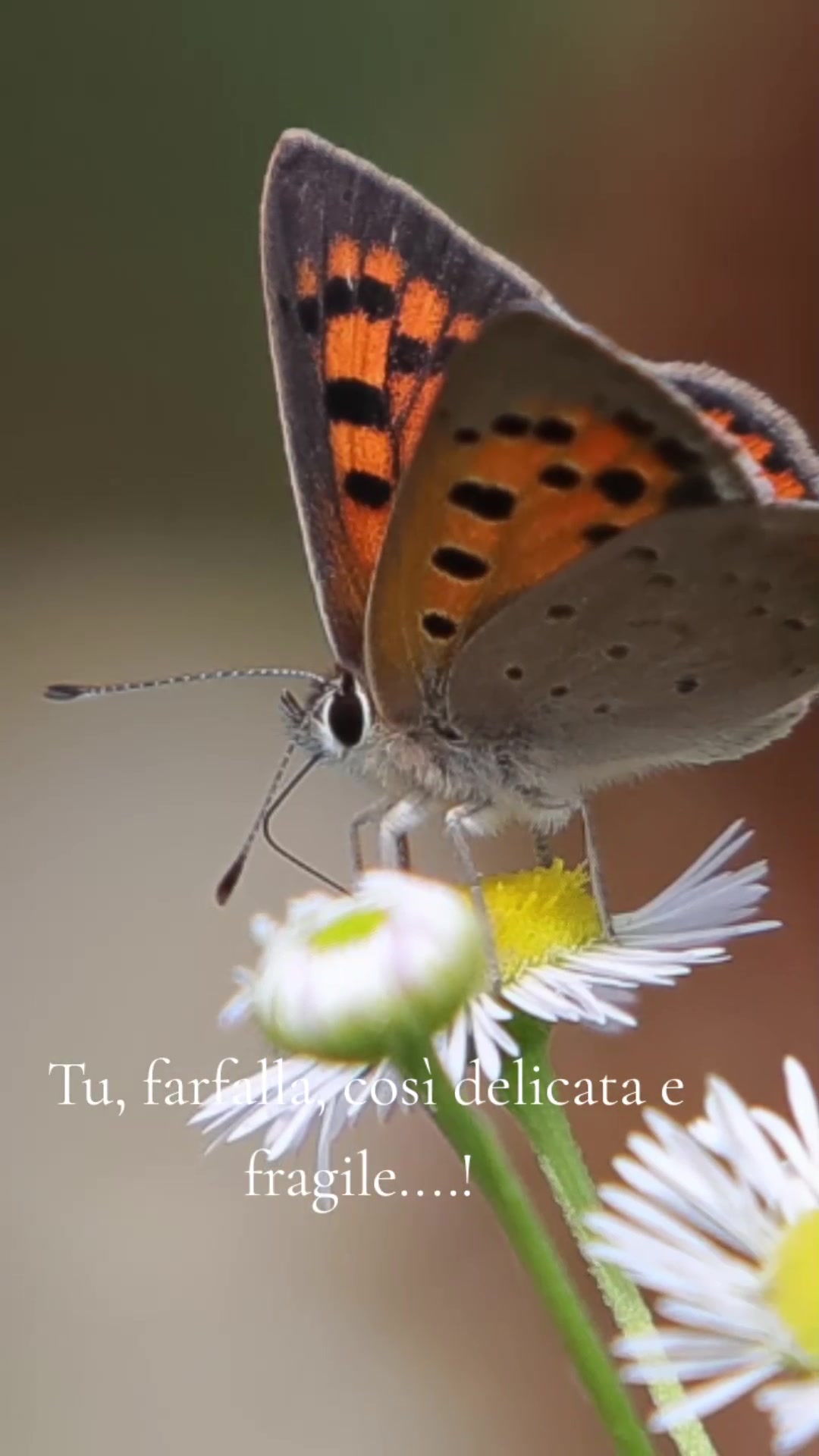 @Graziella Capizzo
