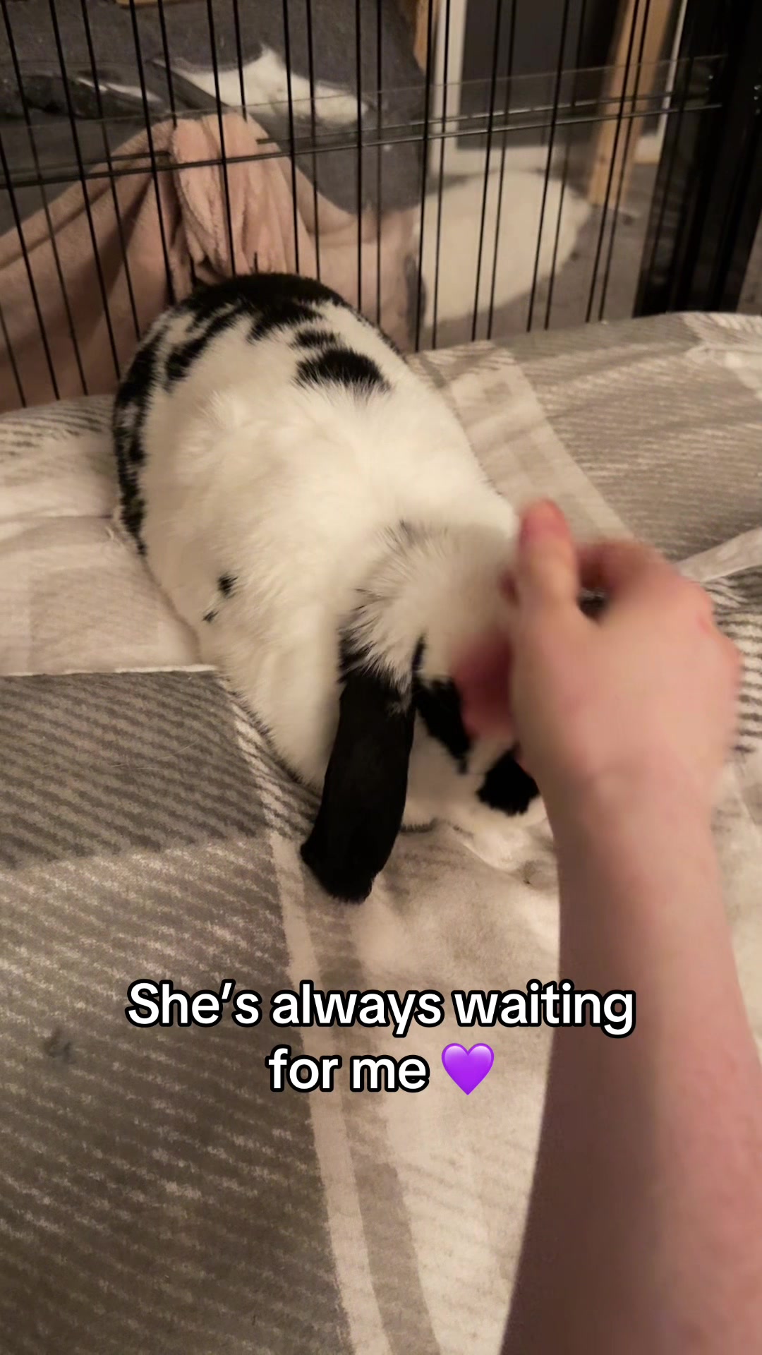 @Bun, two, three, four