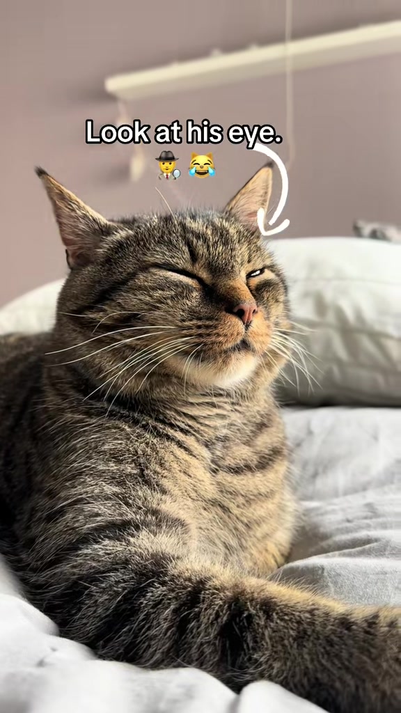 @Joep_the_ rescuecat