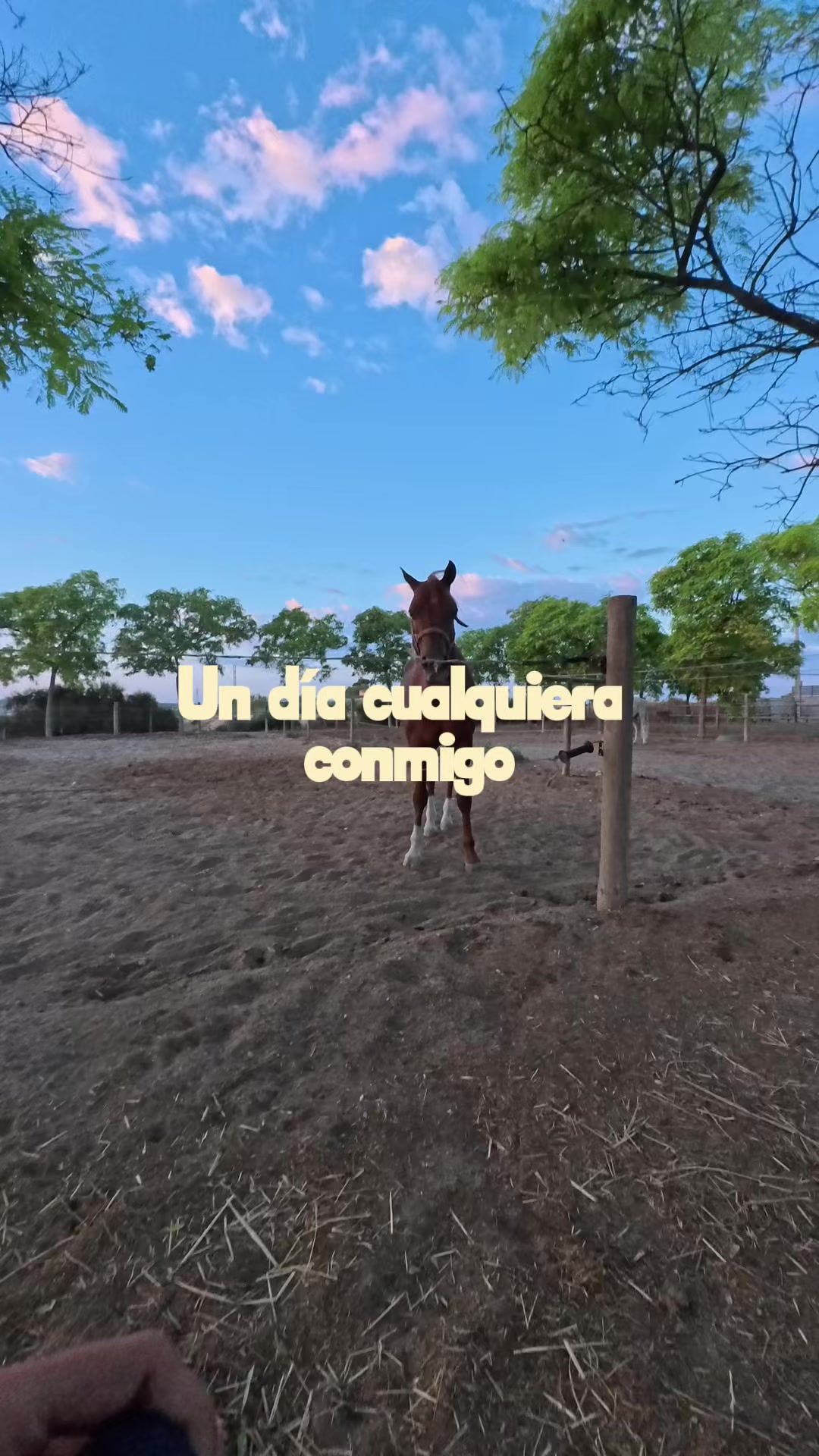 @MyHorse