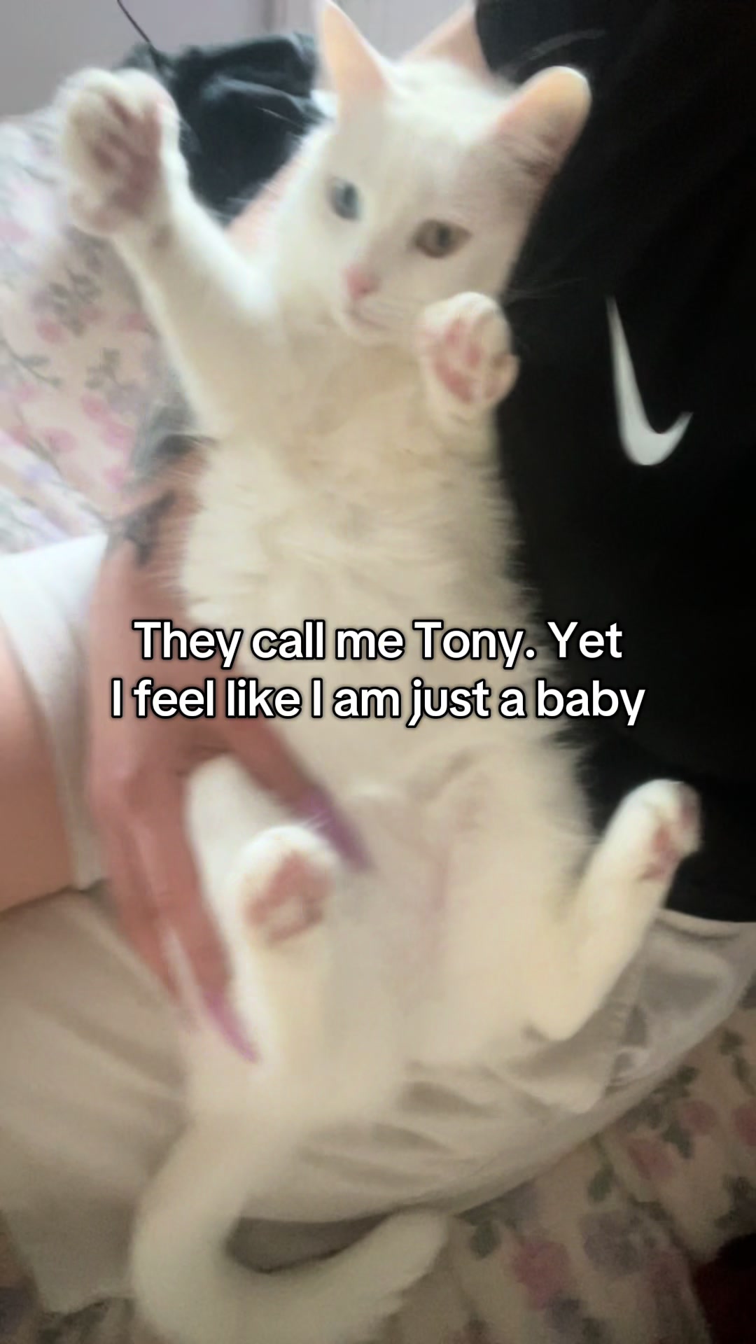 @TheFancyCatsWorld