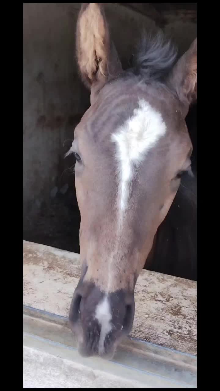 @Equestrian_Dk🇩🇰⊙⊝⊜