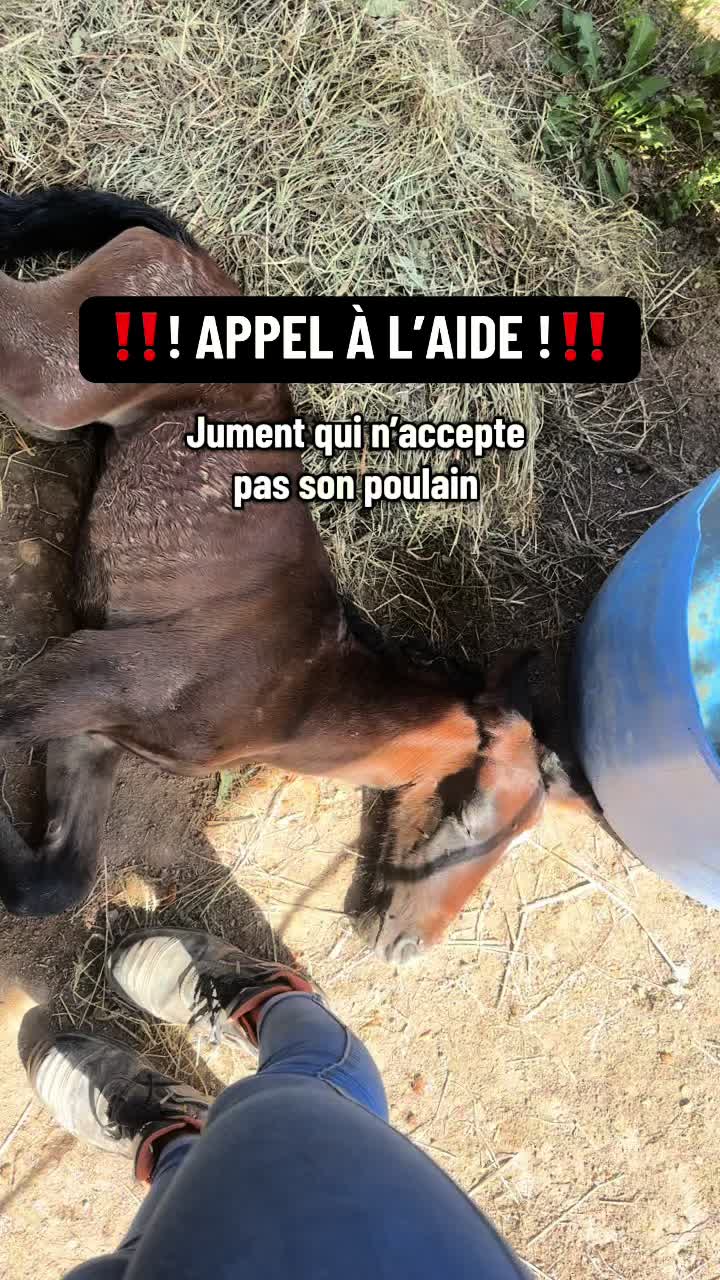@Hannah ostéopathie animale 🐎