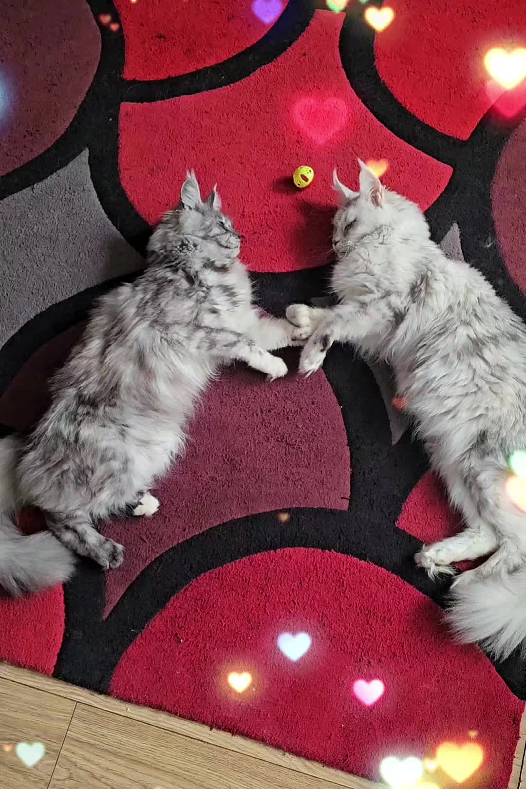 @KARIBRY Maine Coons uk