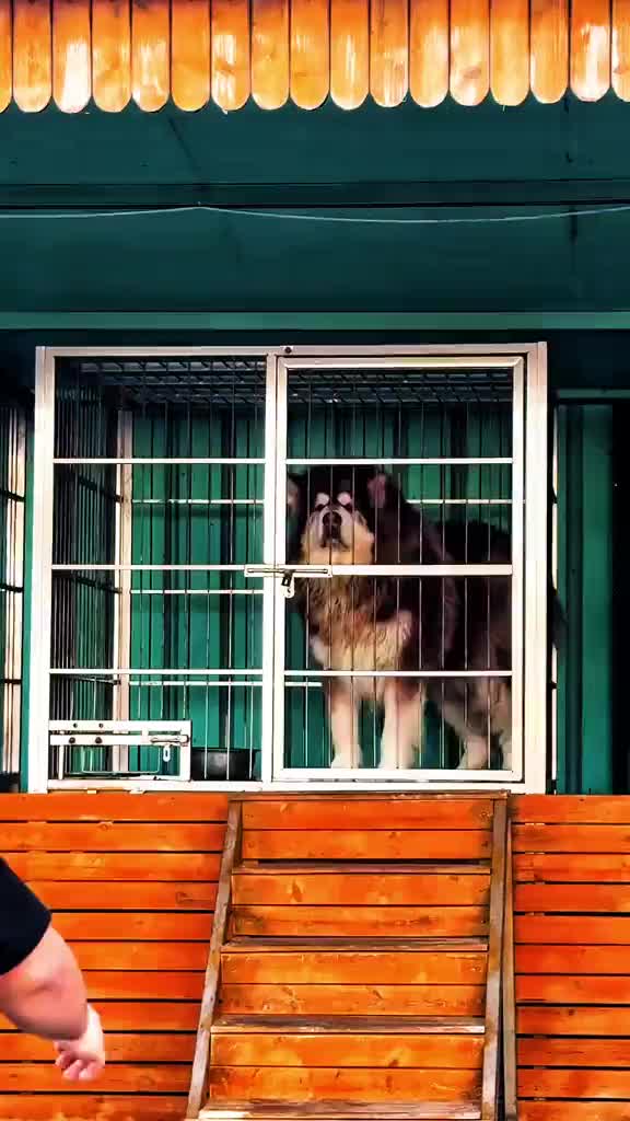 @Dog training ®