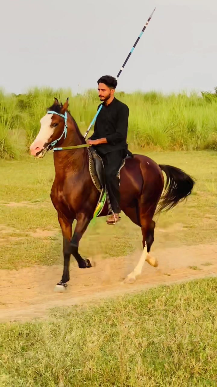 @Ch Hammad bokan ♥️🐎
