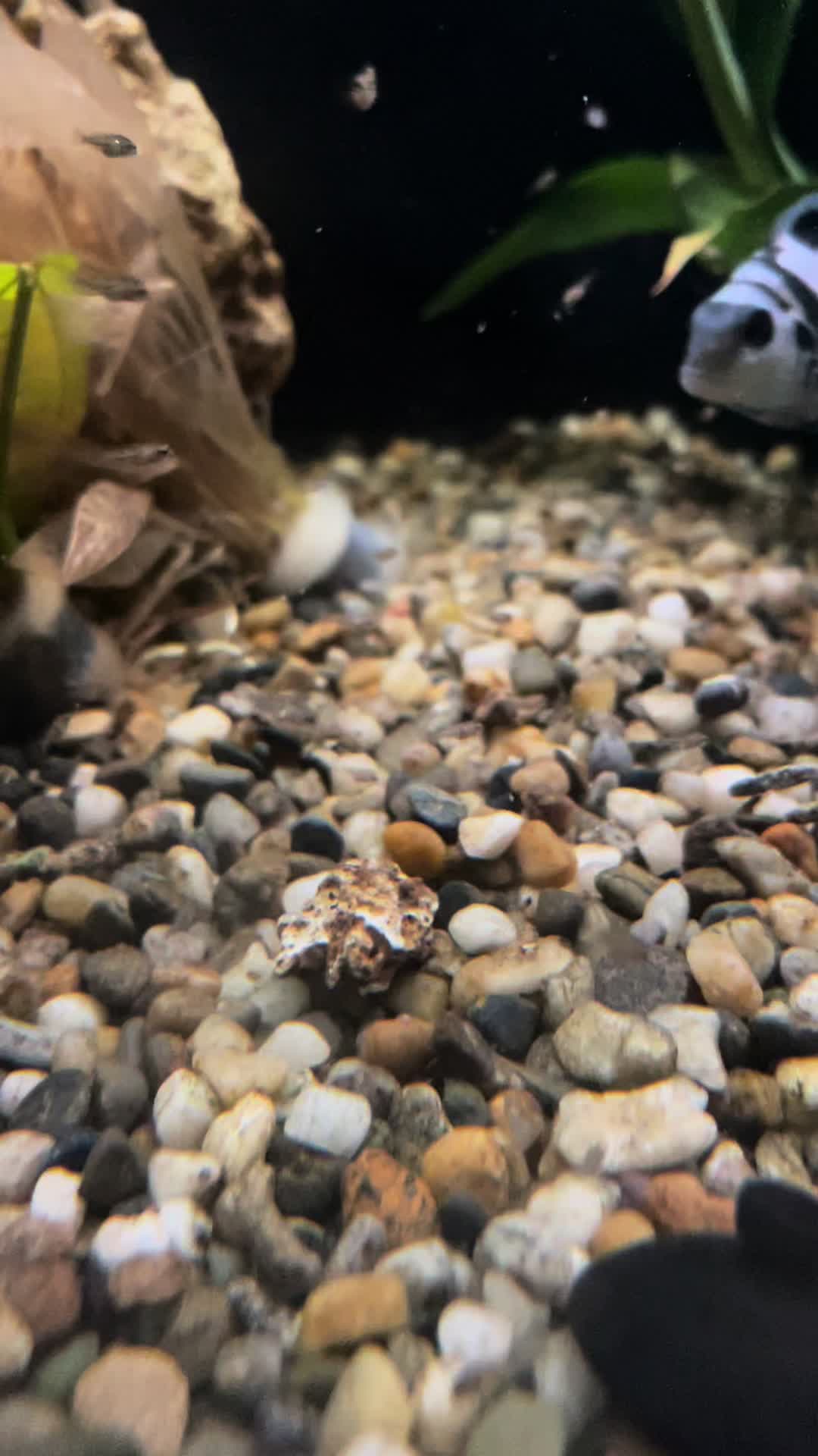 @CRBaquatics