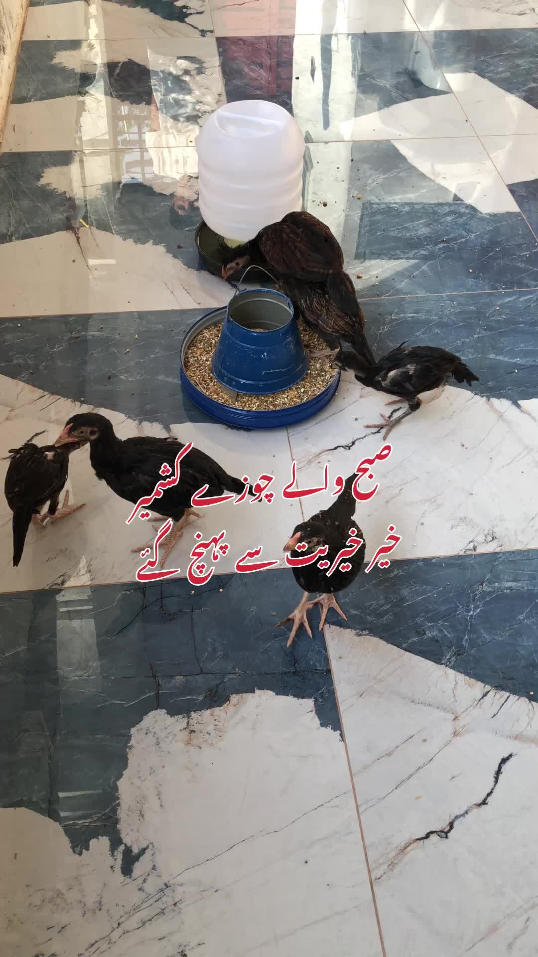 @Poultry Markaz