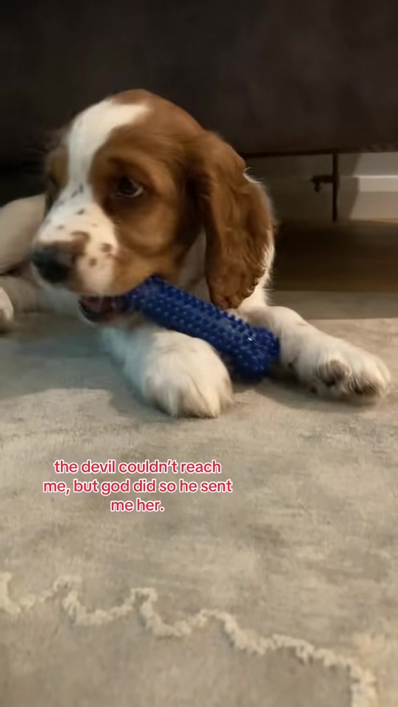 @nellie.the.welshie 🐾
