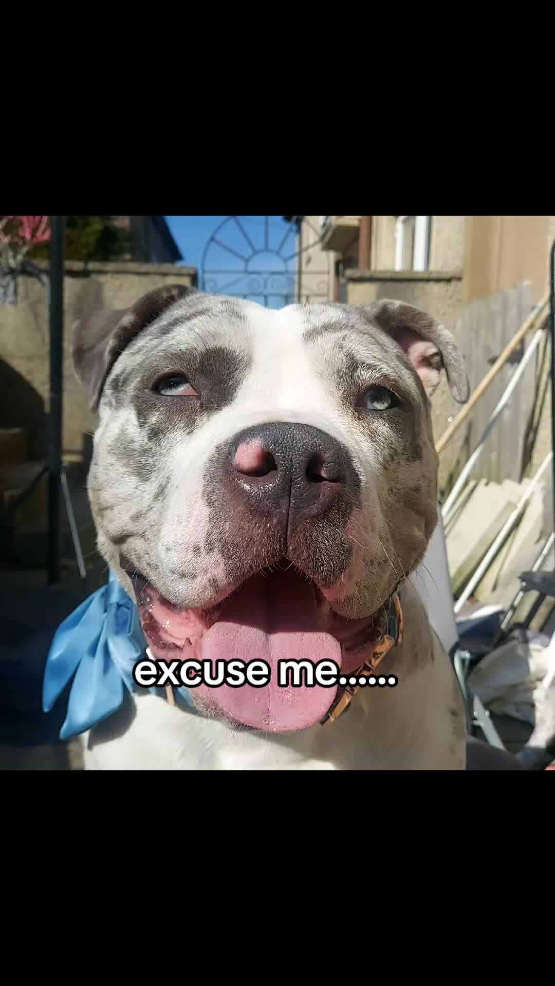 @kirsty+starlight the xl bully