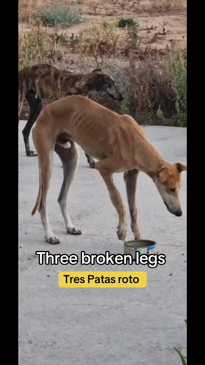@Galgos del Sol