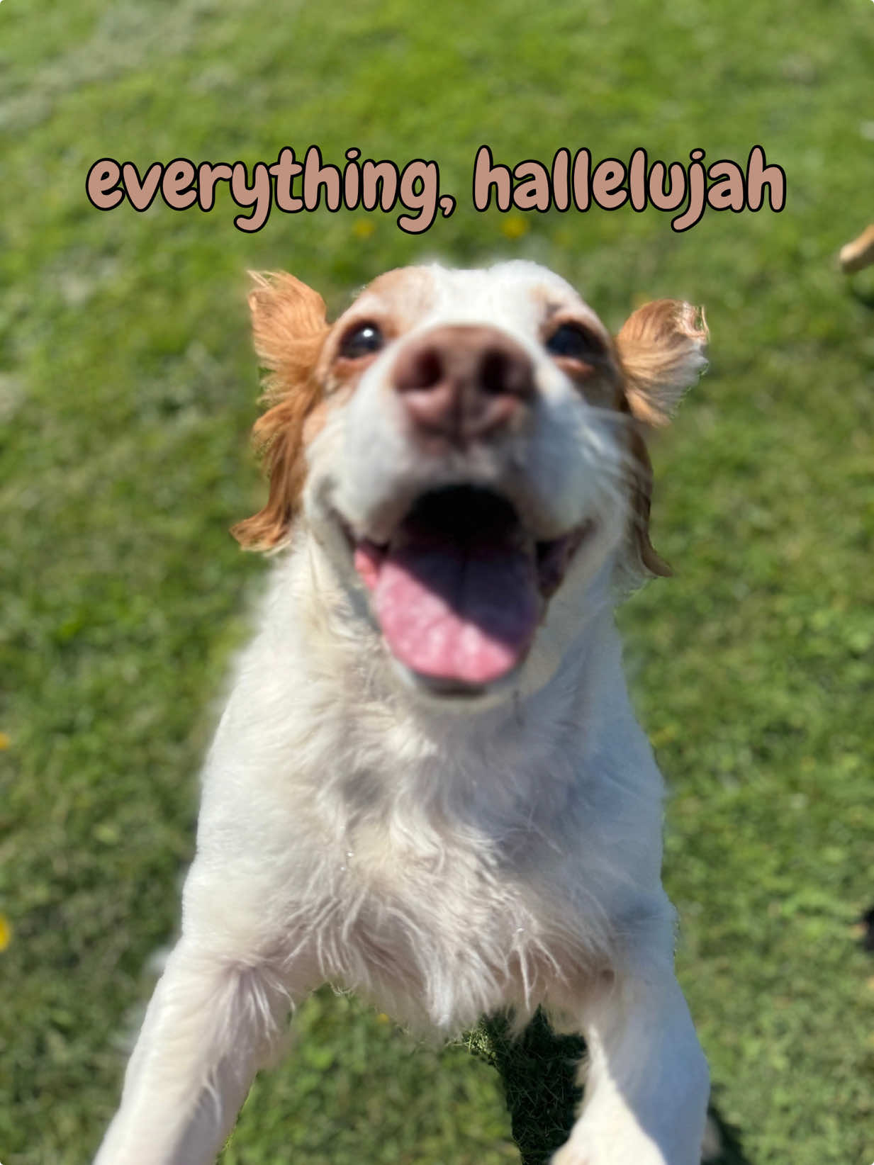 @Paws & Unwind | dog walker
