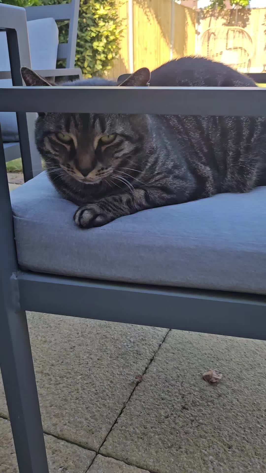 @CatmanScoop