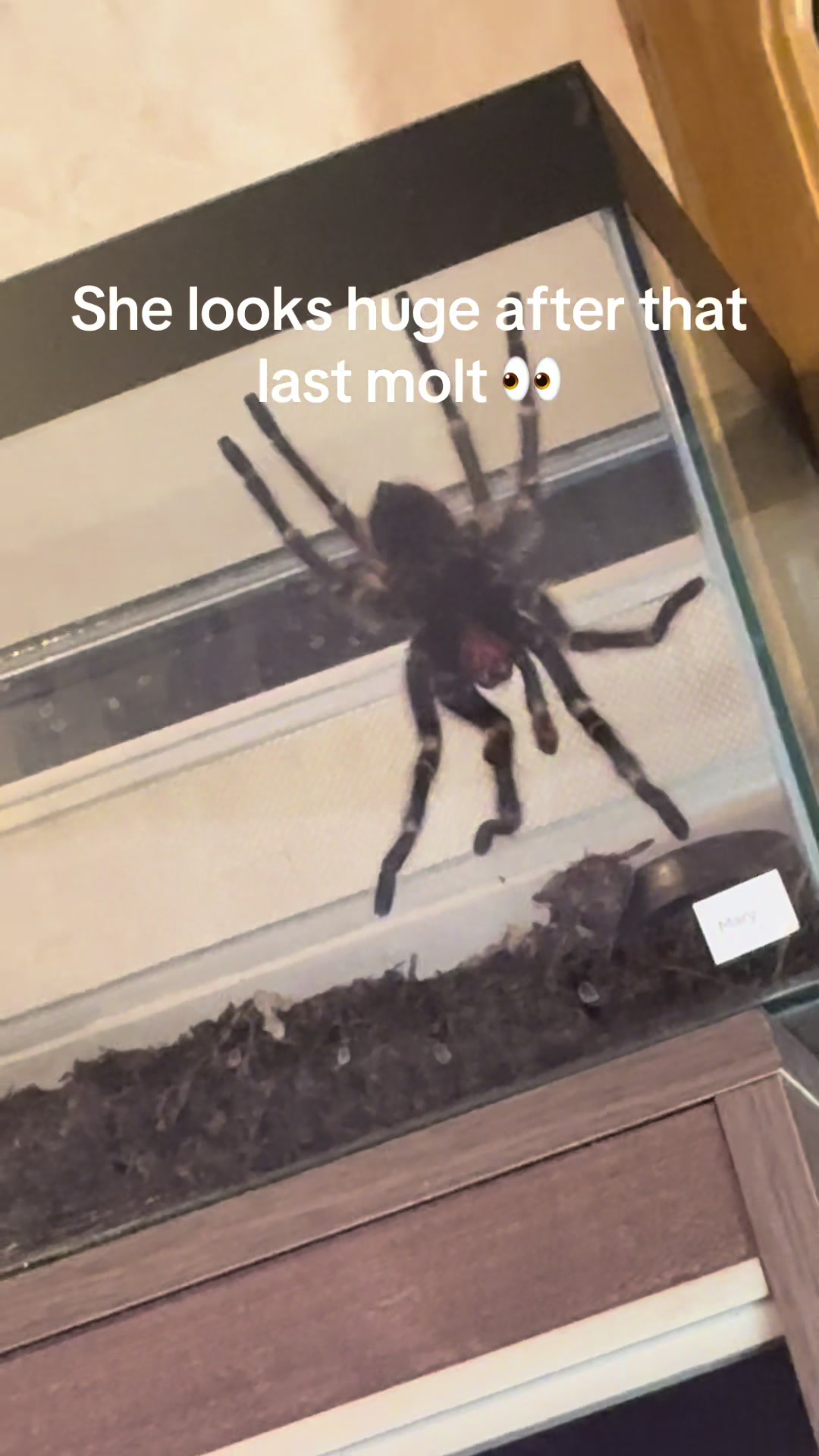 @The Spider Caravan