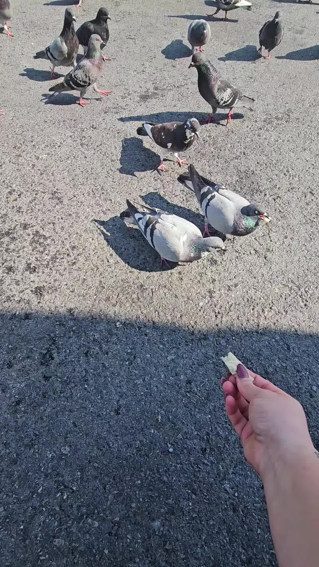 @Saci Polgár