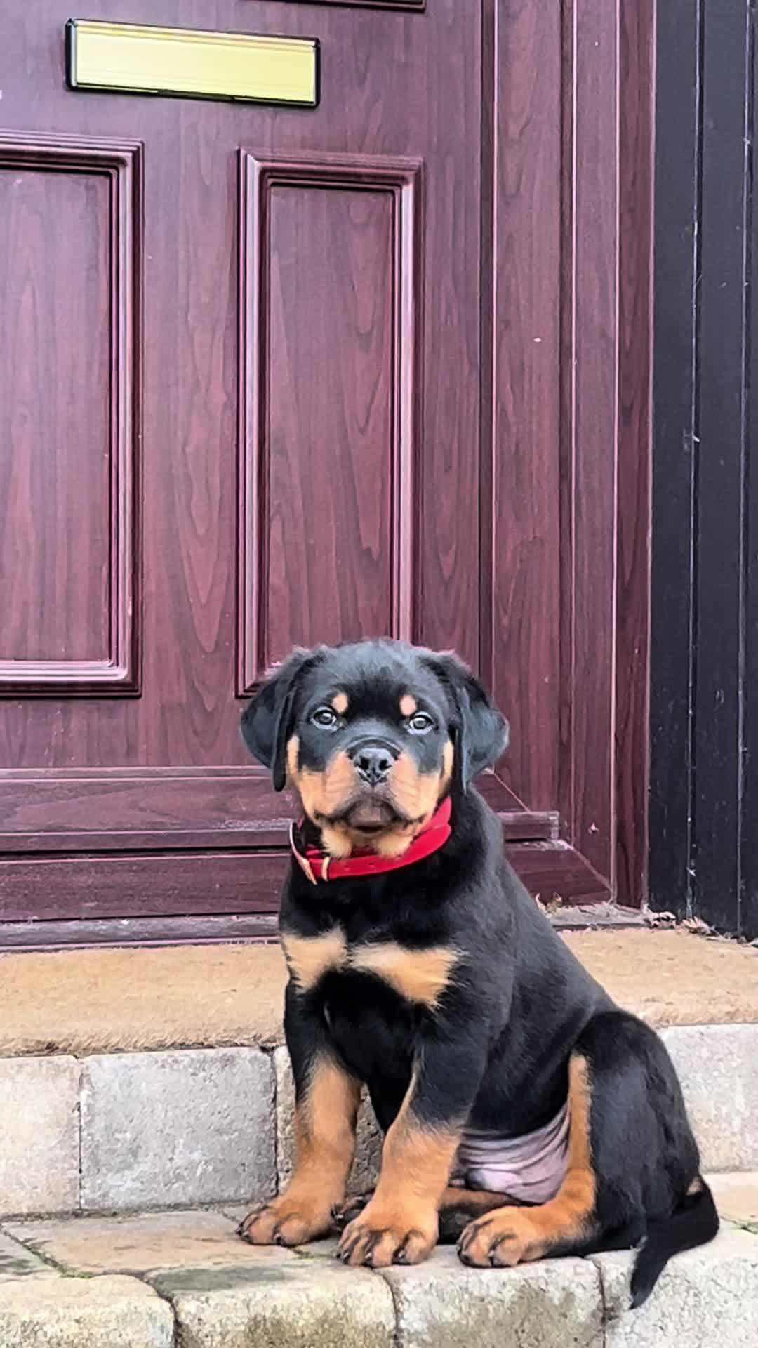 @PAWS2TRAIN 🖤🧡
