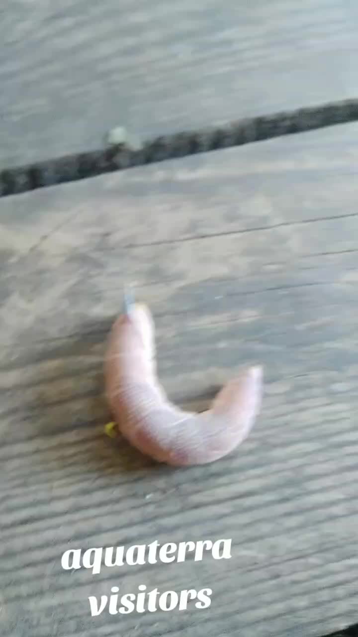 @shaman4prikol4