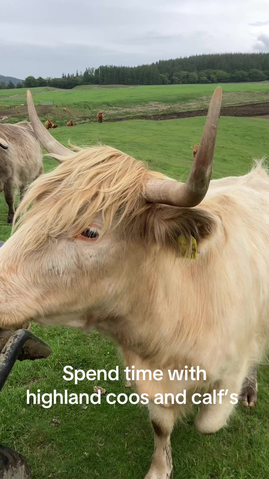 @Highland Coo Clan