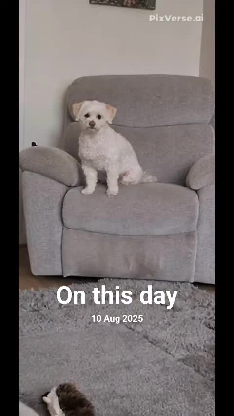 @king cappy 🏴󠁧󠁢󠁳󠁣󠁴󠁿
