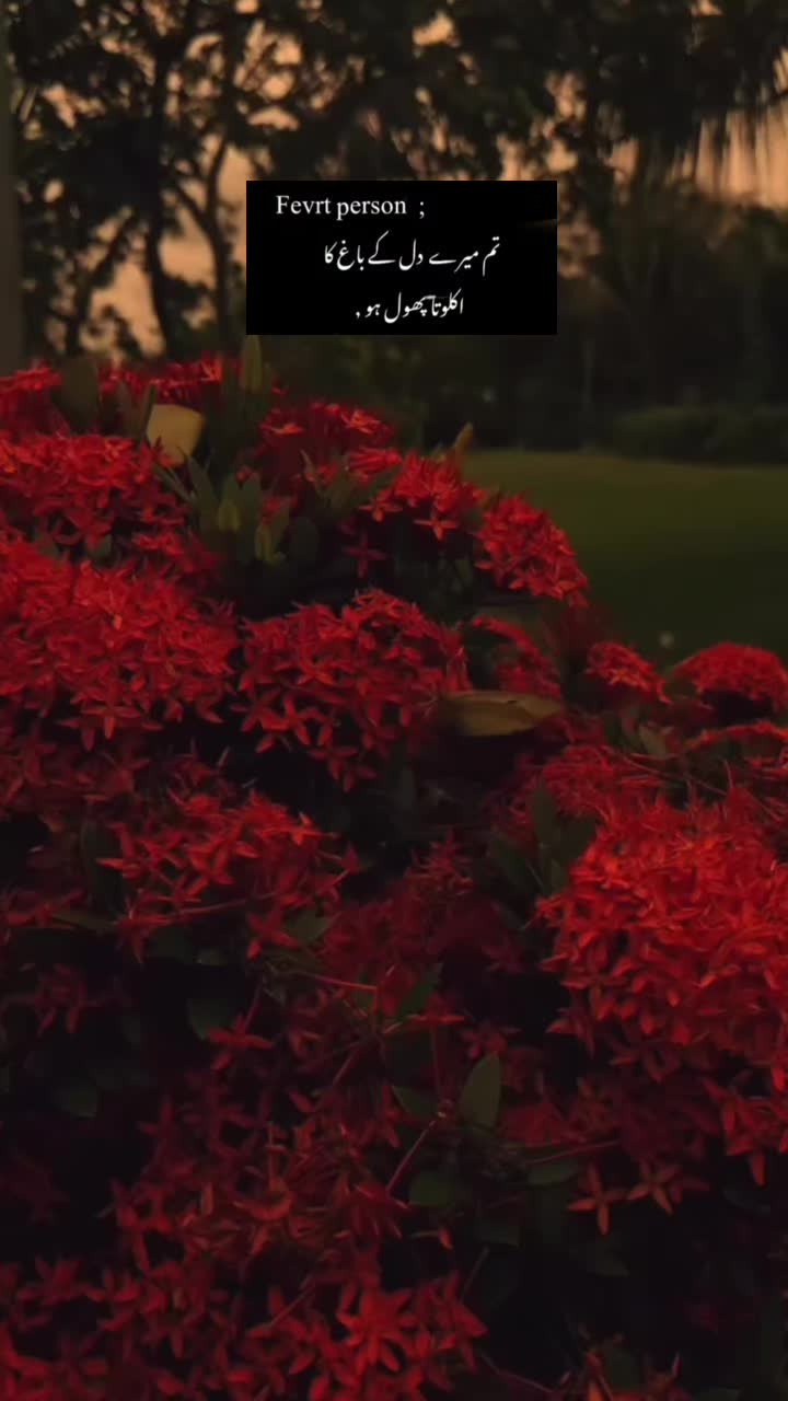 @anabia khizar🍁