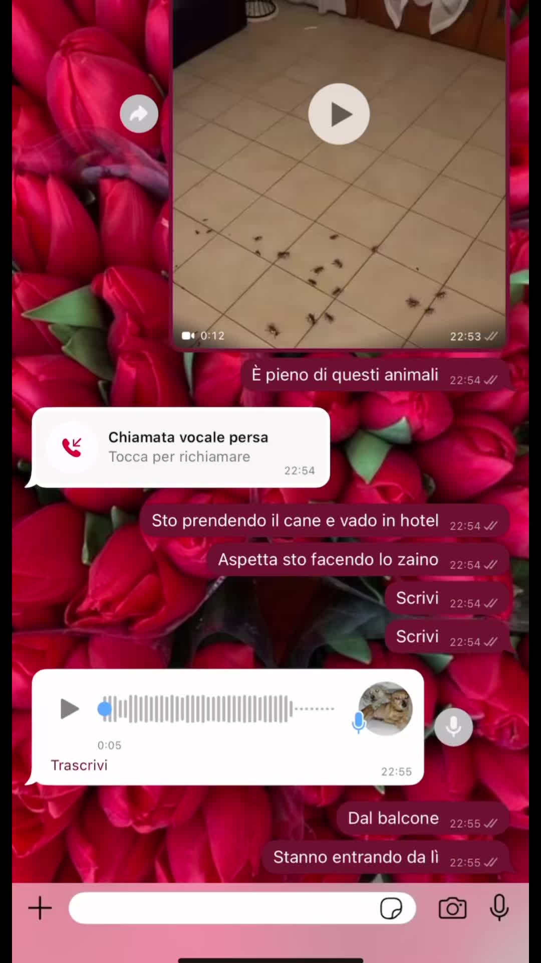 @Giuls