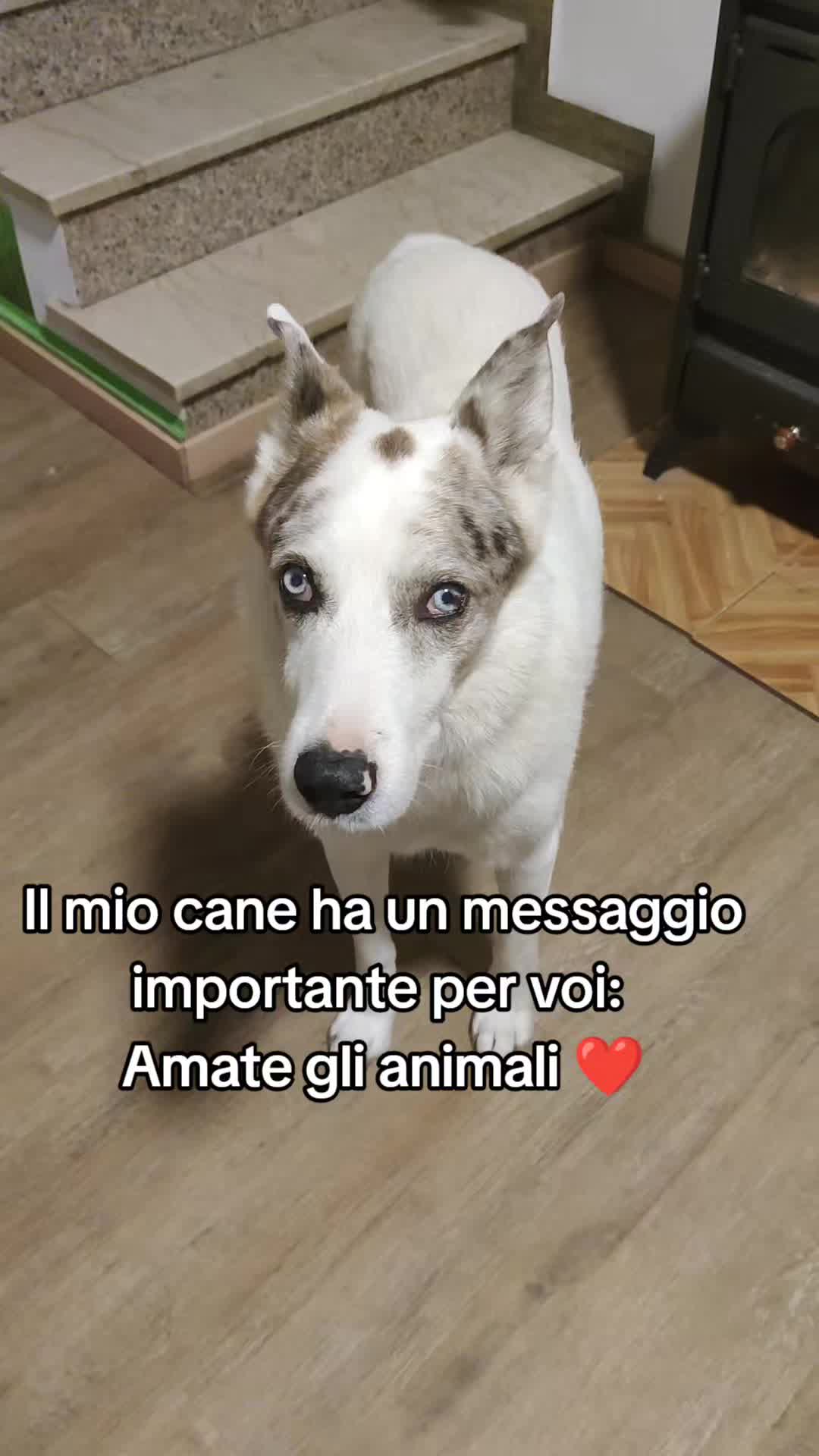 @ho.adottato.un.canesordo