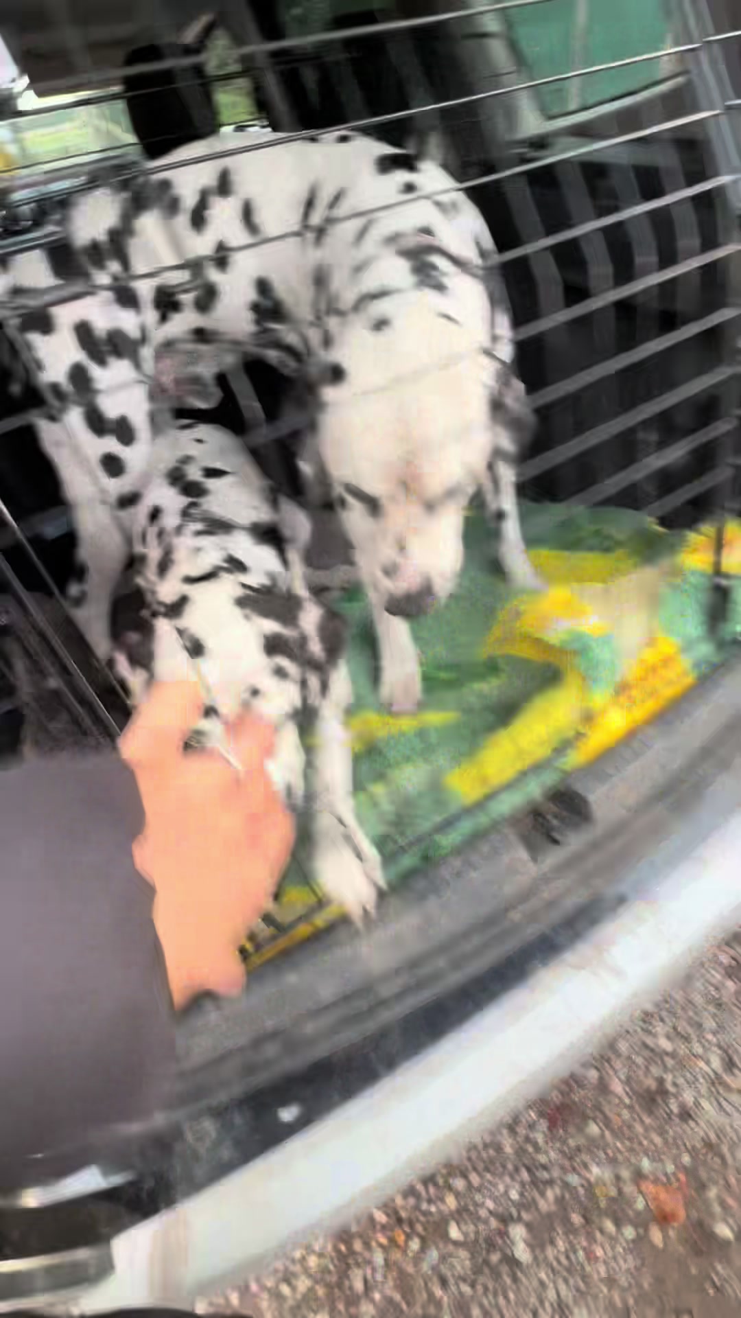 @Tommy & Babbles the Dalmatian