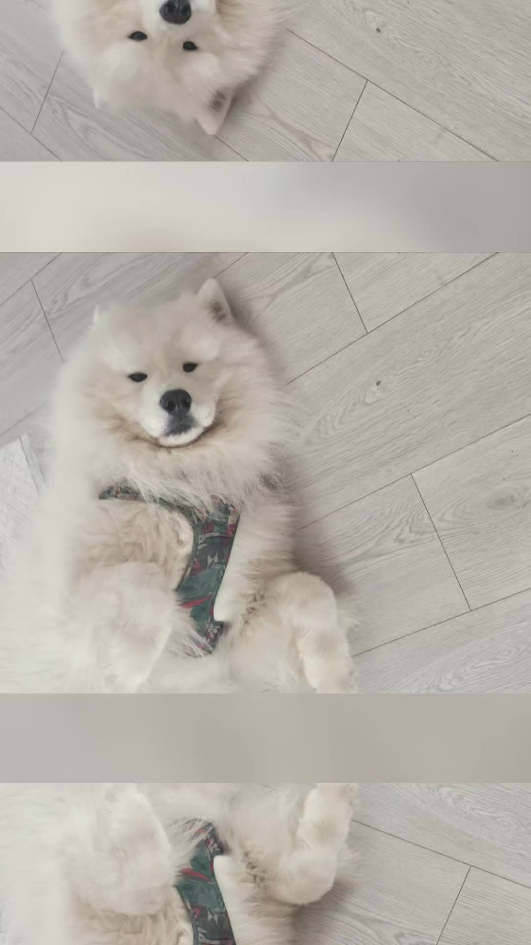 @Samojedowe🐶🇵🇱love🇬🇧 Żona