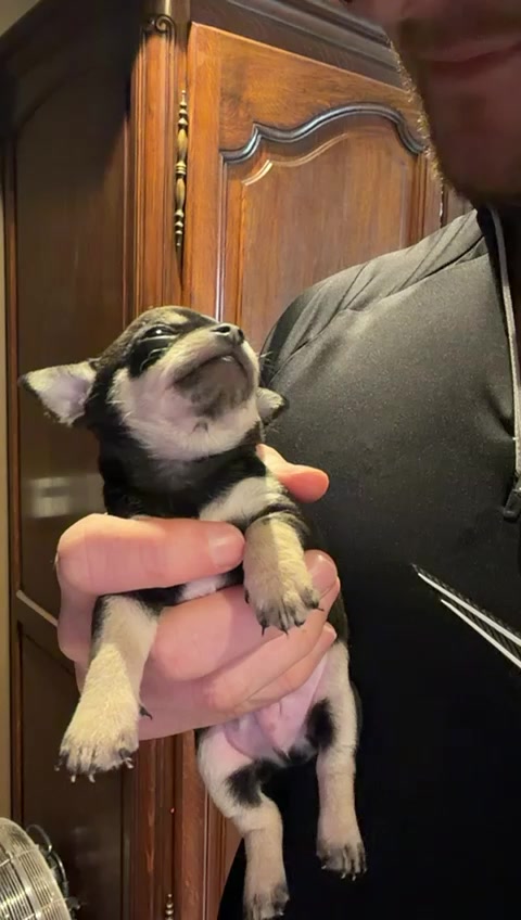 @Suffolk Chihuahuas
