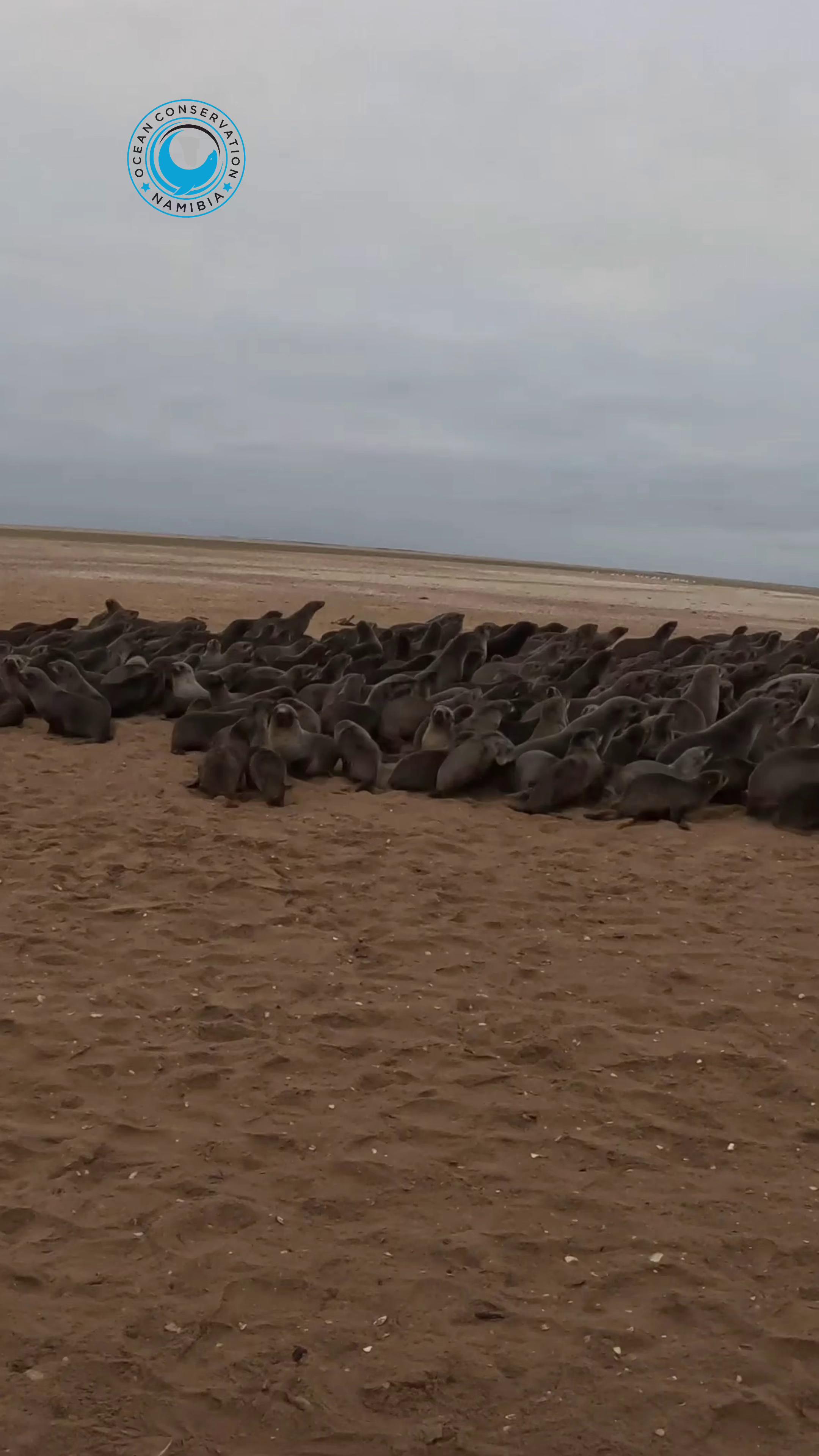 @Ocean Conservation Namibia