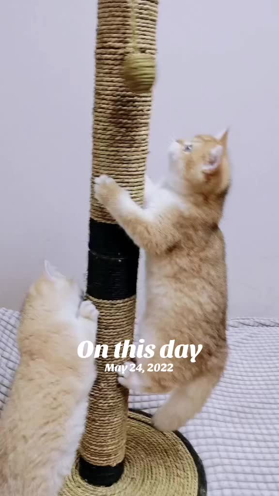 @YUN FLUFFY CATS