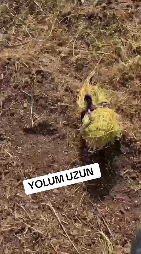 @Bahtiyar Karakeçili