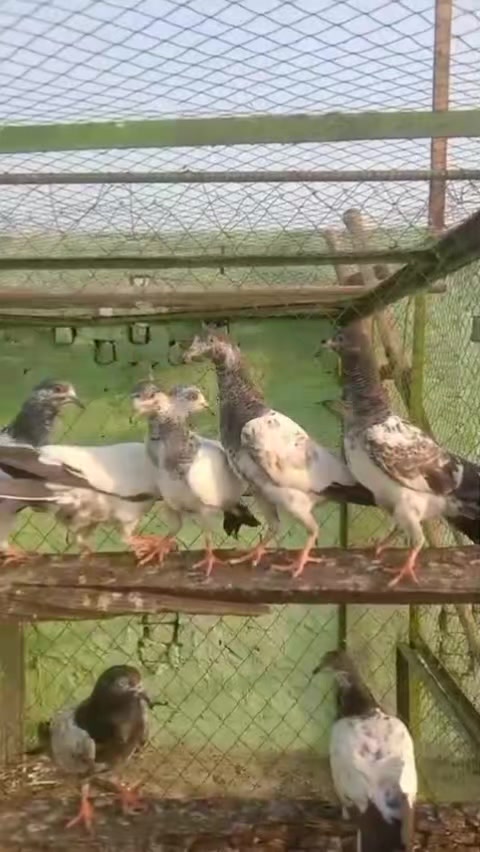@Ranakasuripigeon