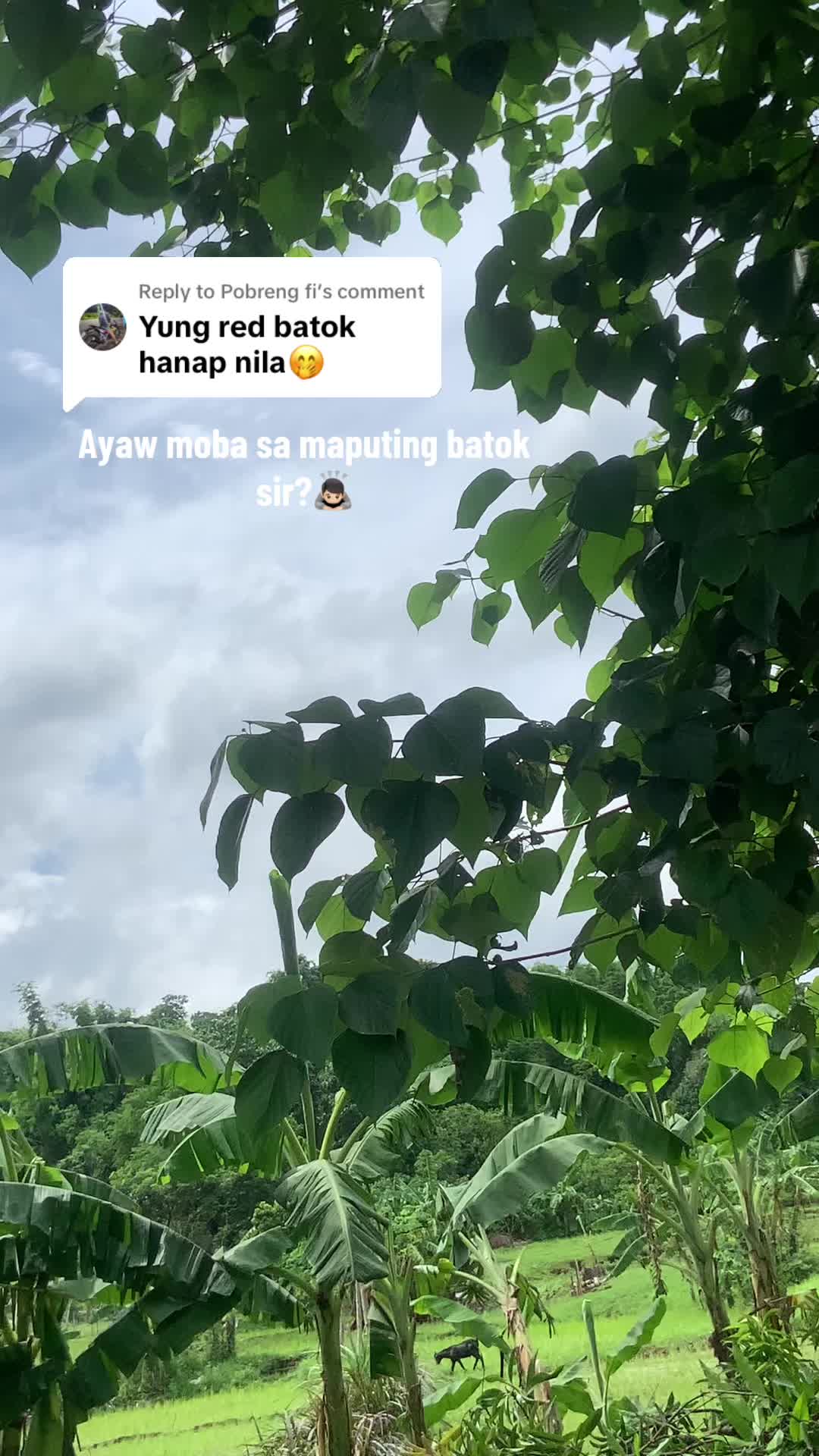 @Elyjia