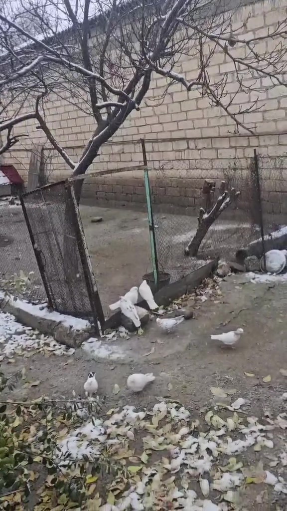 @𝗧𝗲𝘇𝗲 𝗠𝗲𝗵𝗹𝗲 🕊️
