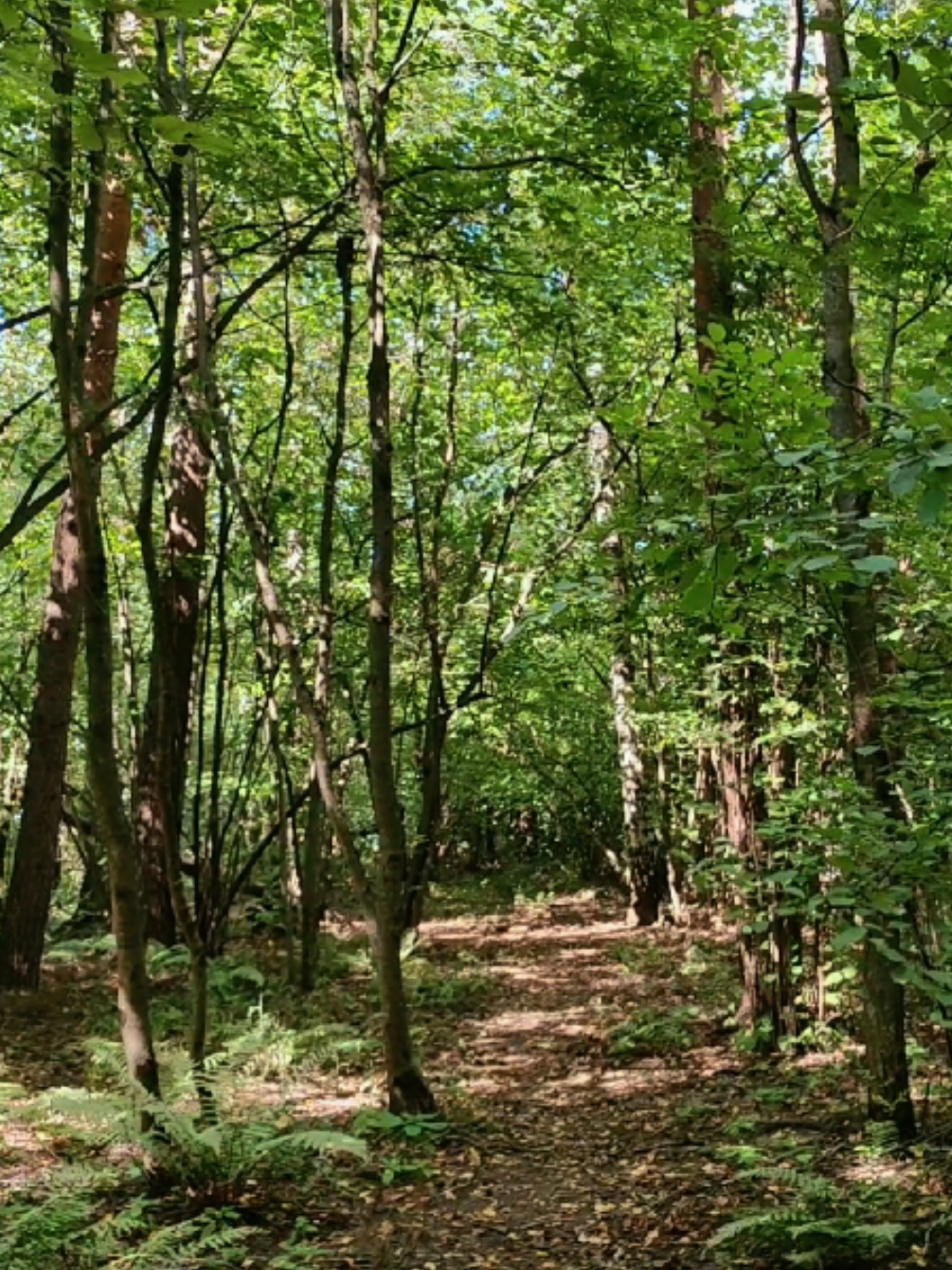 @khvoyny🌲