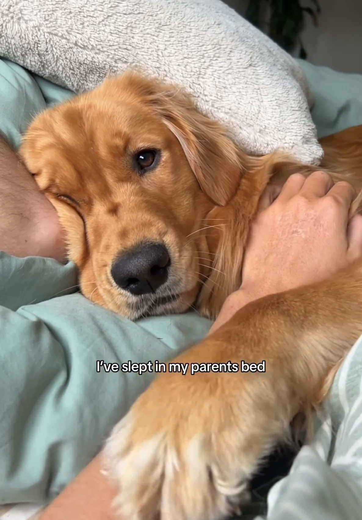 @Pacha and Bucket the Goldens
