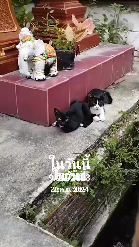 @taogampon
