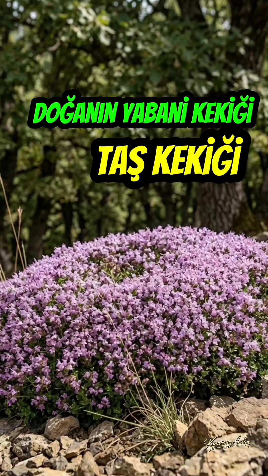 @Kamuran Arslan