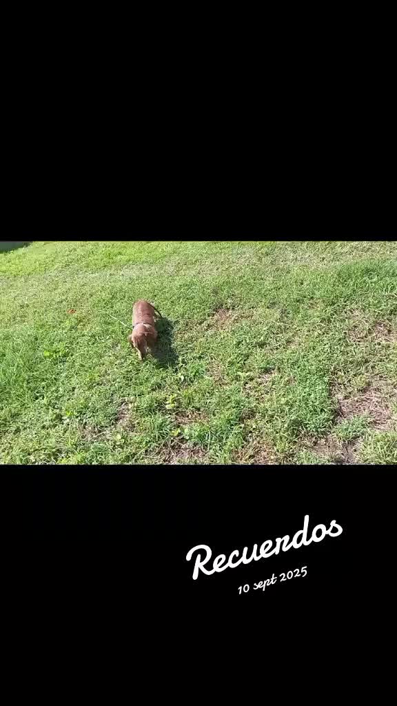 @Wilfredo Caro