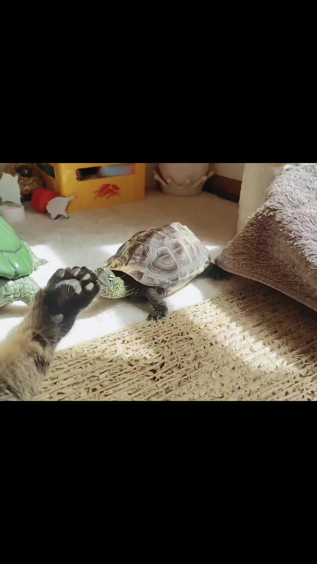 @クサガメ軍曹🐢