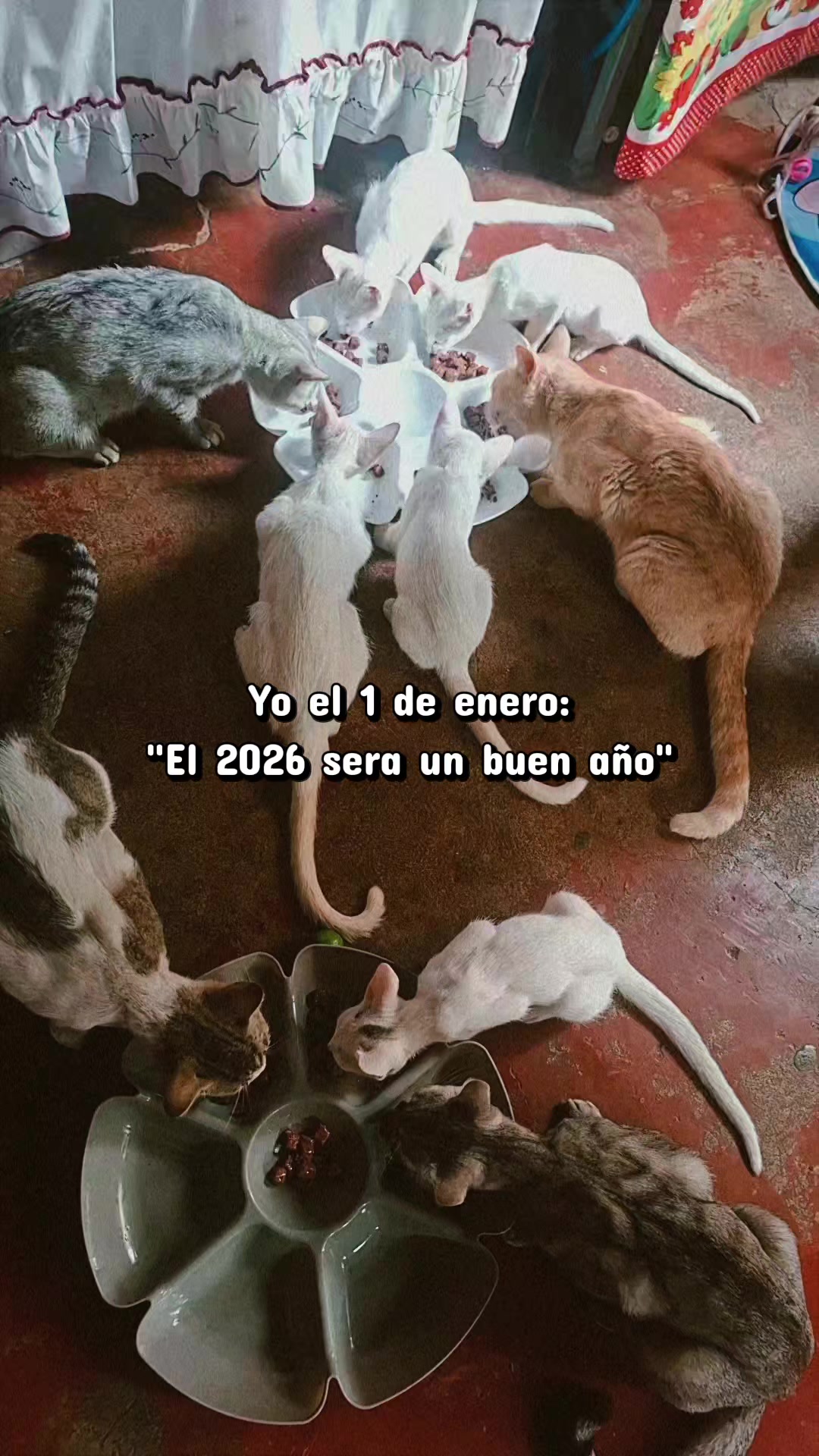 @TETONA 🐈