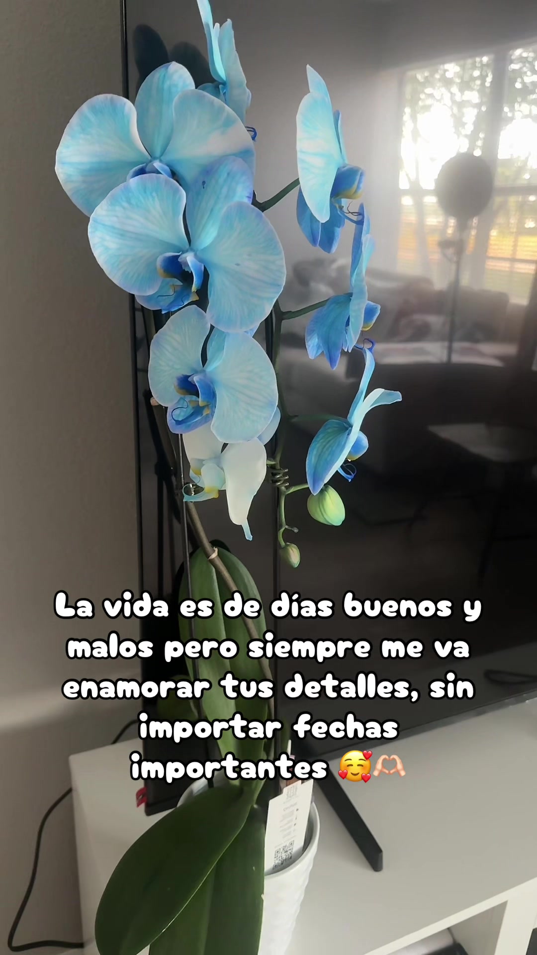 @ꗥ🌸 𝐒𝐚𝐧𝐝𝐝𝐲 🌸ꗥ~🇵🇪 🇺🇸