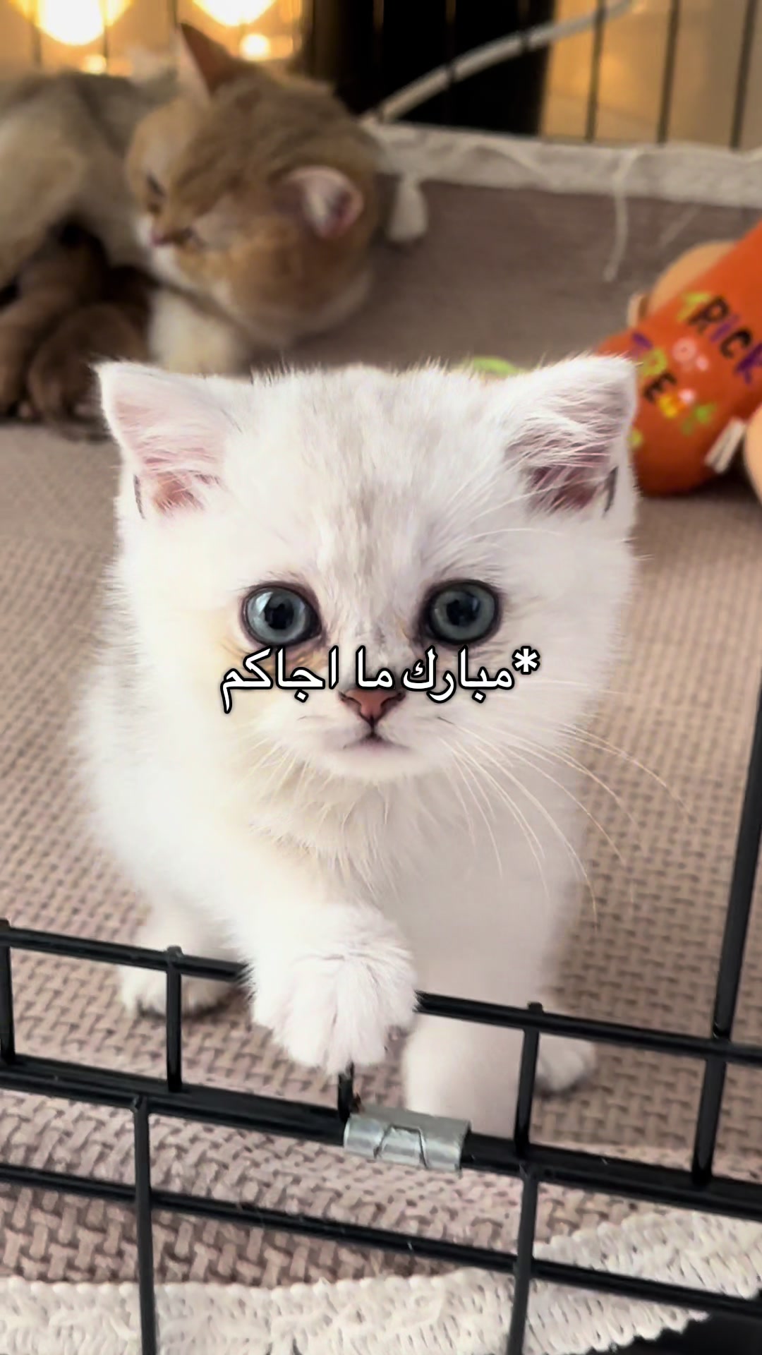 @الديموزيل ✨