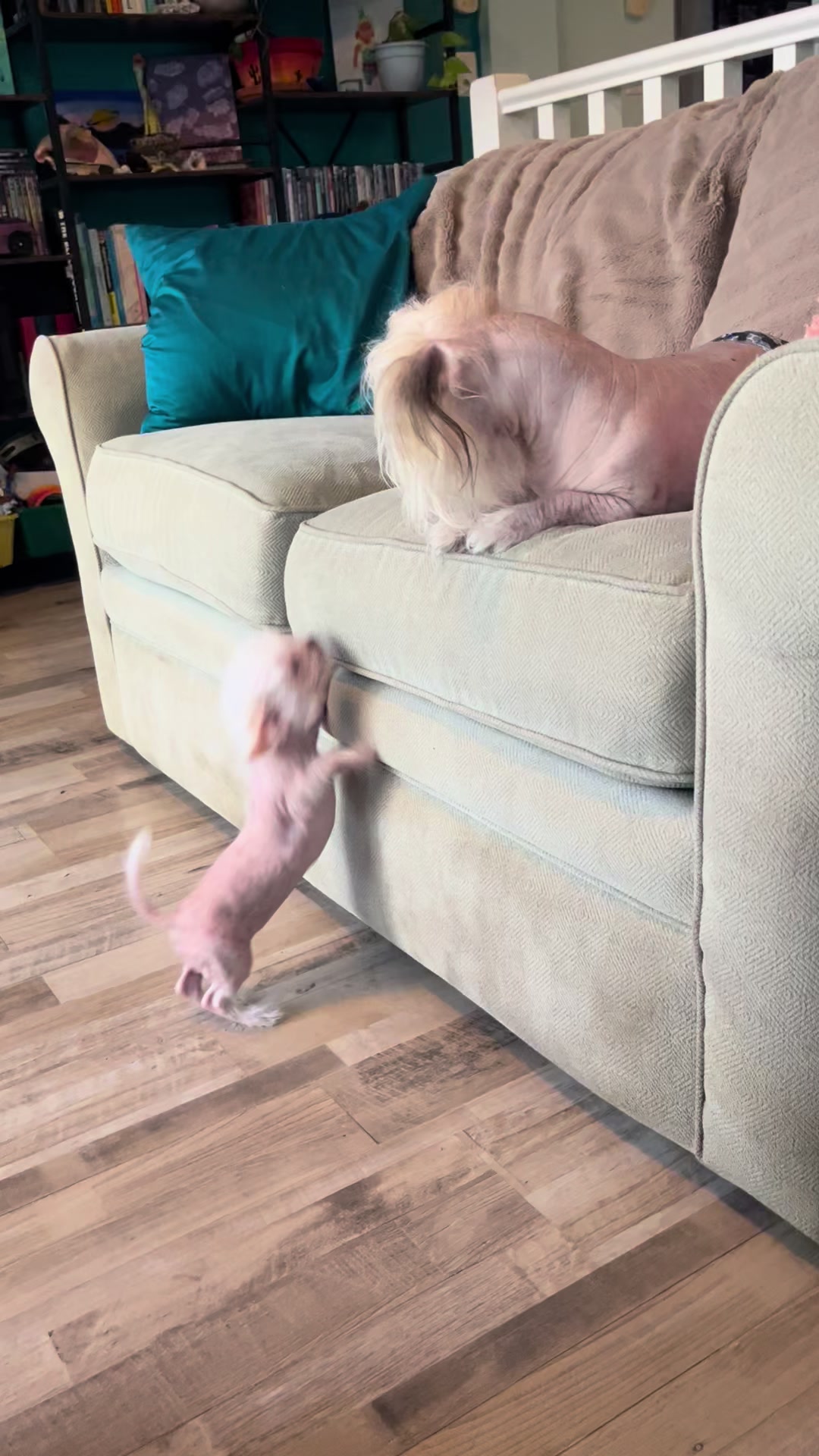 @Chinese Crested Cuties